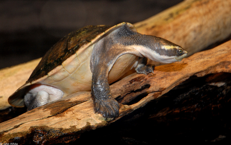 Northern Yellow-faced Turtle (Emydura tanybaraga)0002.JPG
