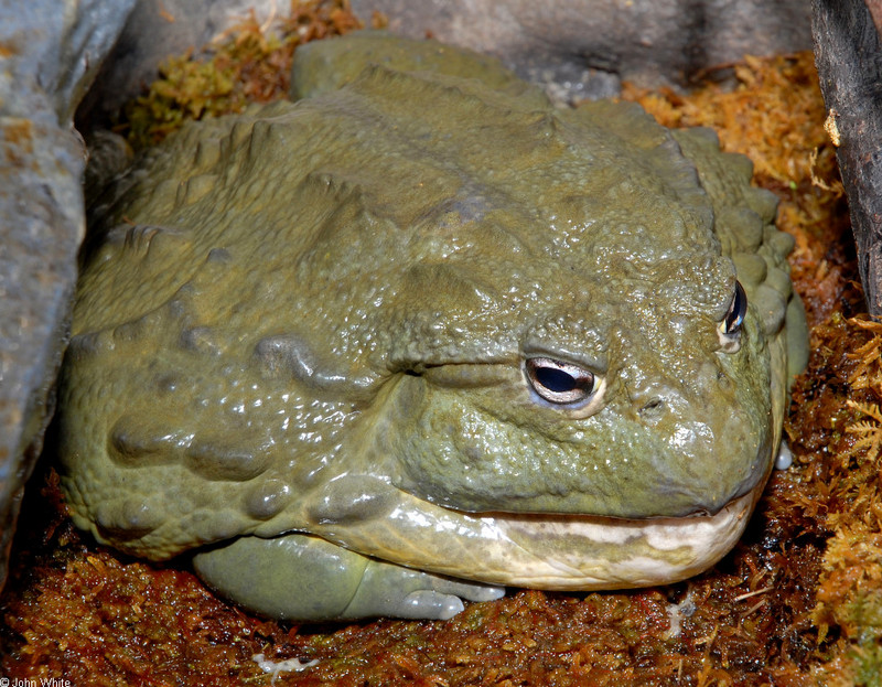 African Bullfrog (Pyxicephalus adspersus).JPG