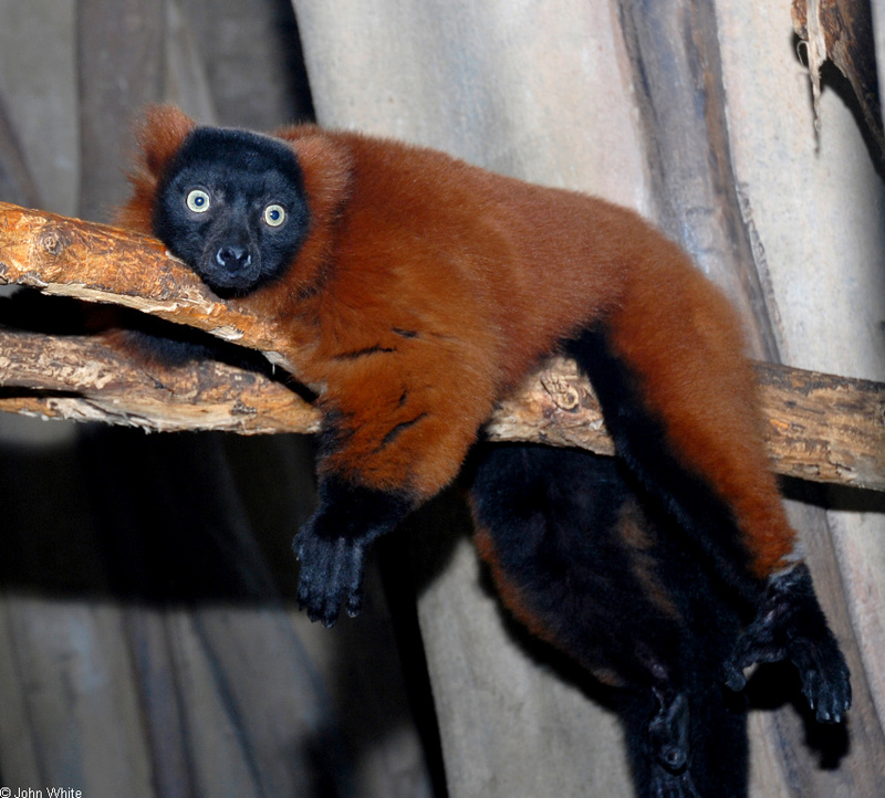 Red-Ruffed Lemur (Varecia variegata rubra).JPG
