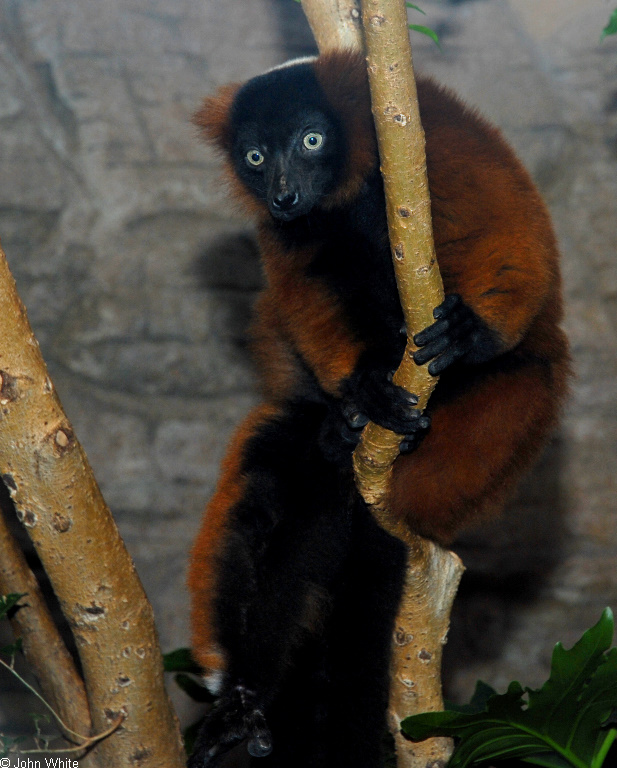 Red-Ruffed Lemur (Varecia variegata rubra)1011.JPG