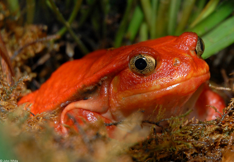 Tomato Frog (Dyscophus antongilii).JPG