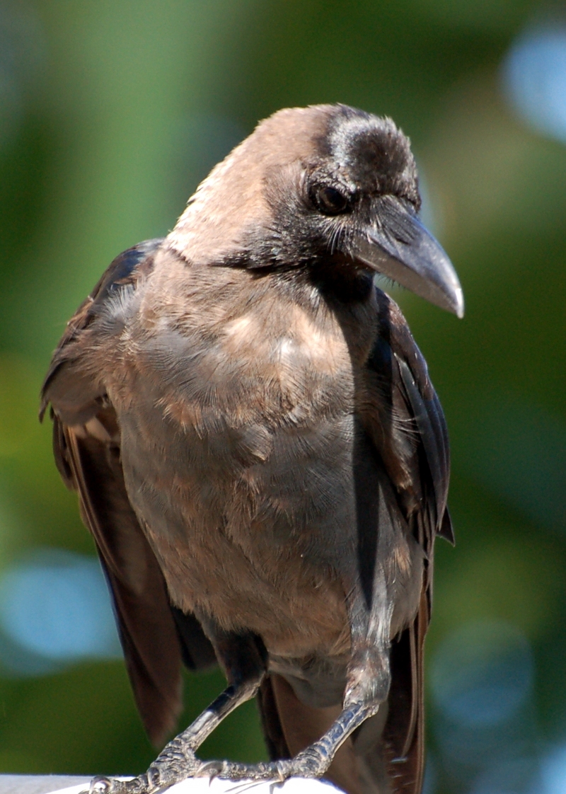 K Sri Lanka Crow.jpg