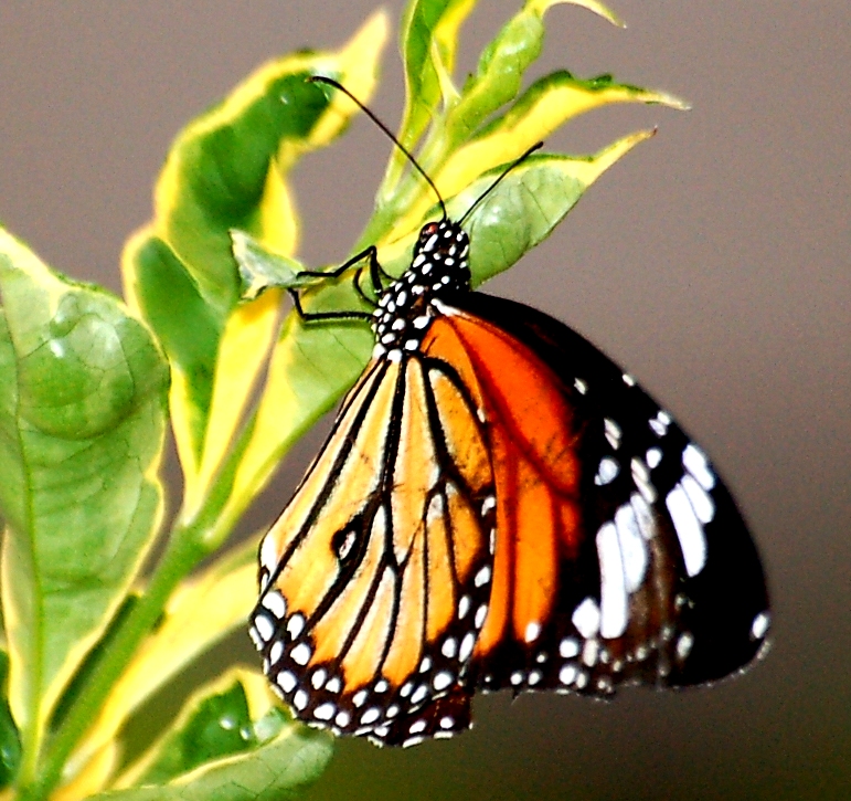 K Monarch Butterfly.jpg
