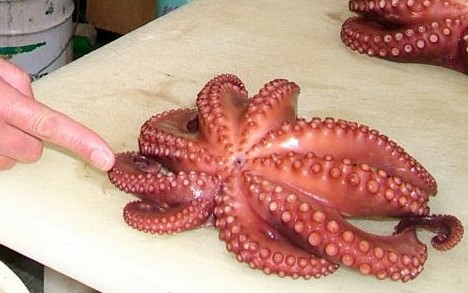 nine tentacled octopus.jpg