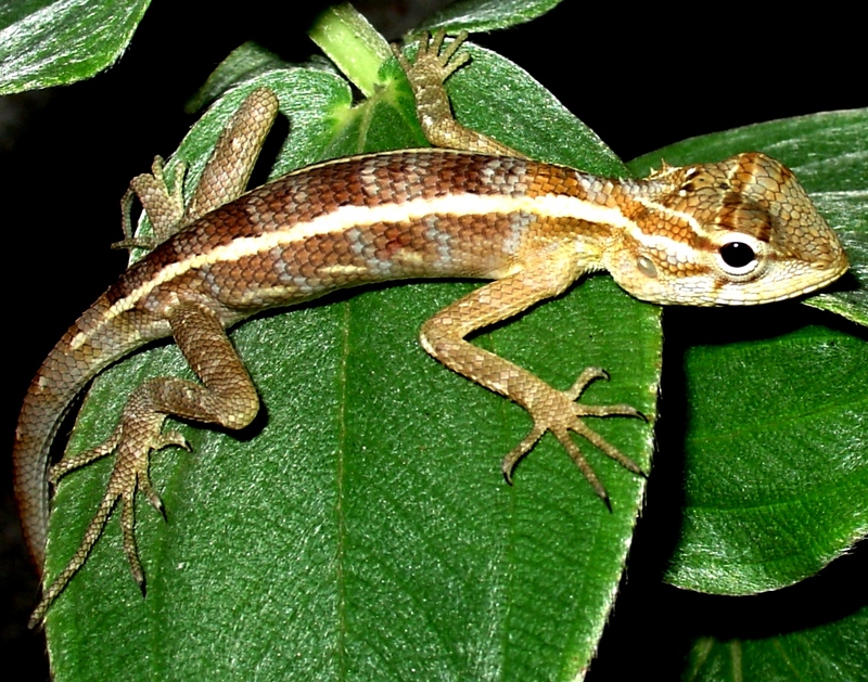 Y Young Lizard on Leaf.JPG