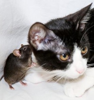mouse cat.jpg