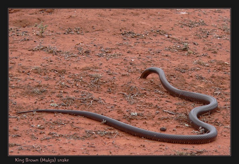King Brown (Mulga) snake 16907.jpg