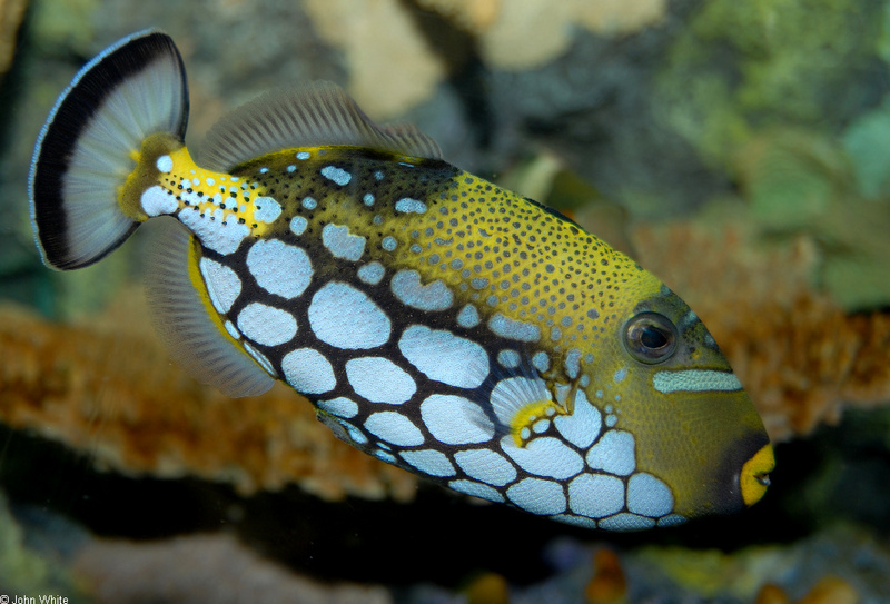 Clown Triggerfish (Balistoides conspicillum)119.JPG