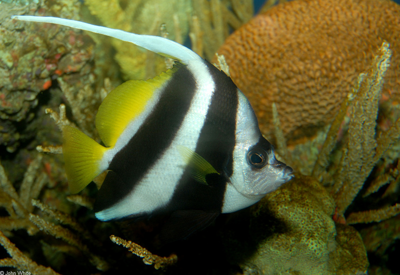 Pennant Bannerfish (Heniochus diphreutes).JPG