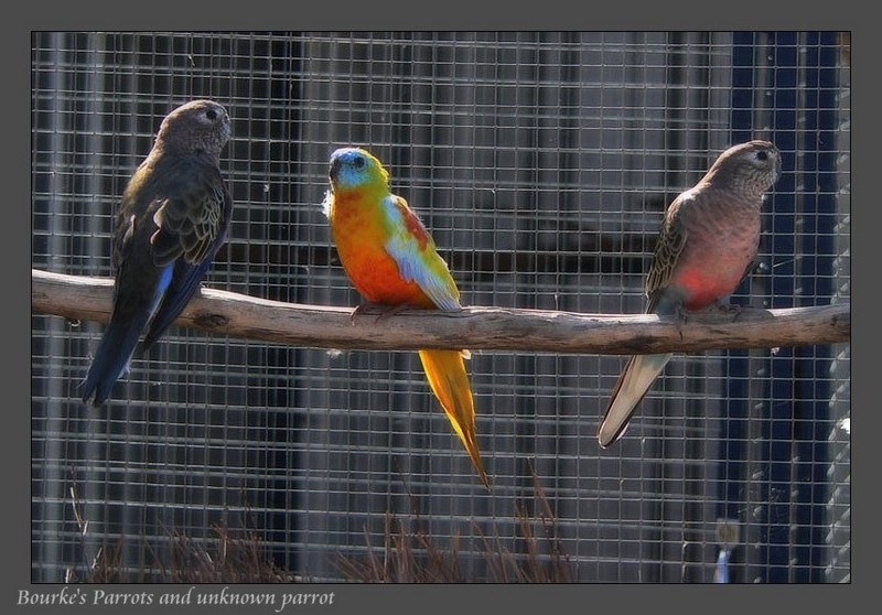 bourkes parrots 291107.jpg