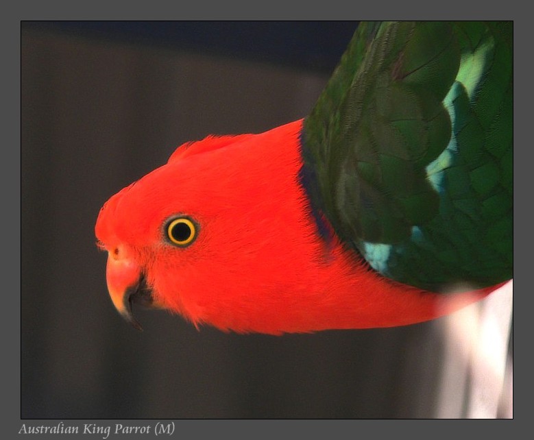 King parrot 291107.jpg
