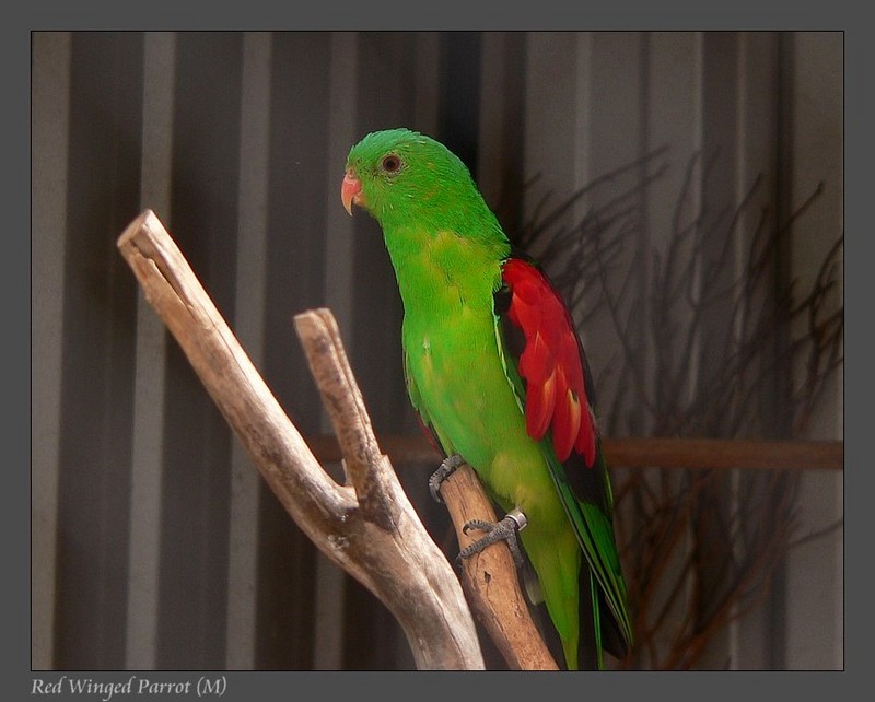 red winged parrot 291107.jpg