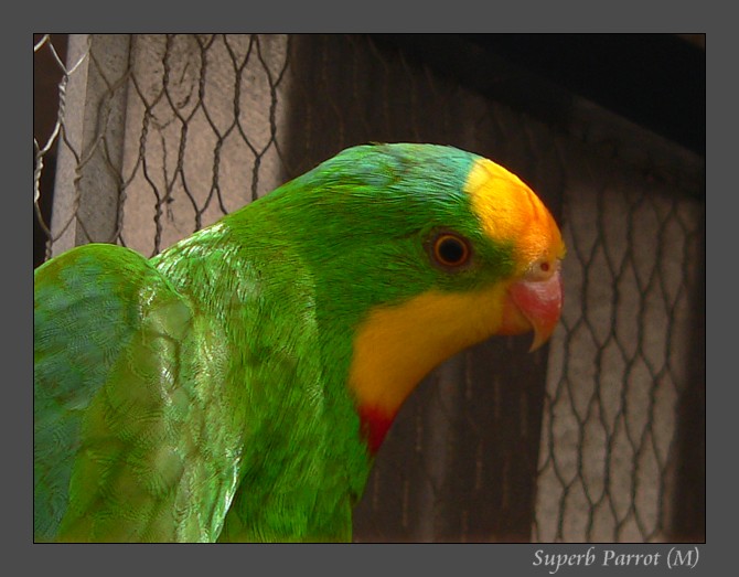 superb parrot 291107.jpg