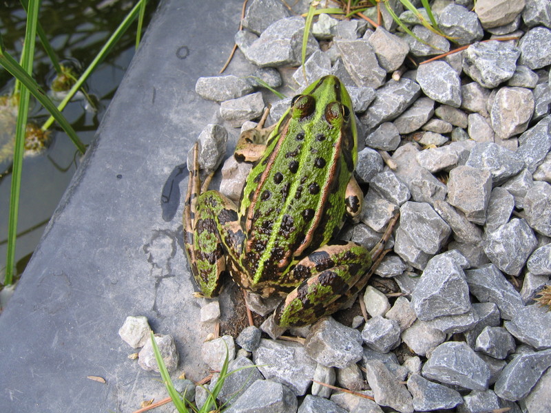 Frog - Groene kikker.JPG