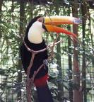 TOUCAN.jpg