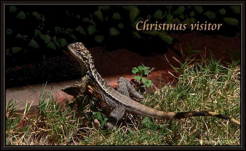 Christmas visitor 161207.jpg