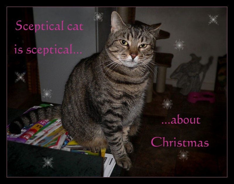 sceptical cat 2.jpg