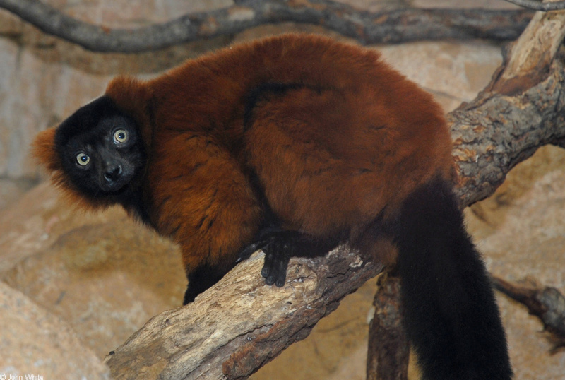 Red-ruffed lemur (Varecia variegata rubra).JPG