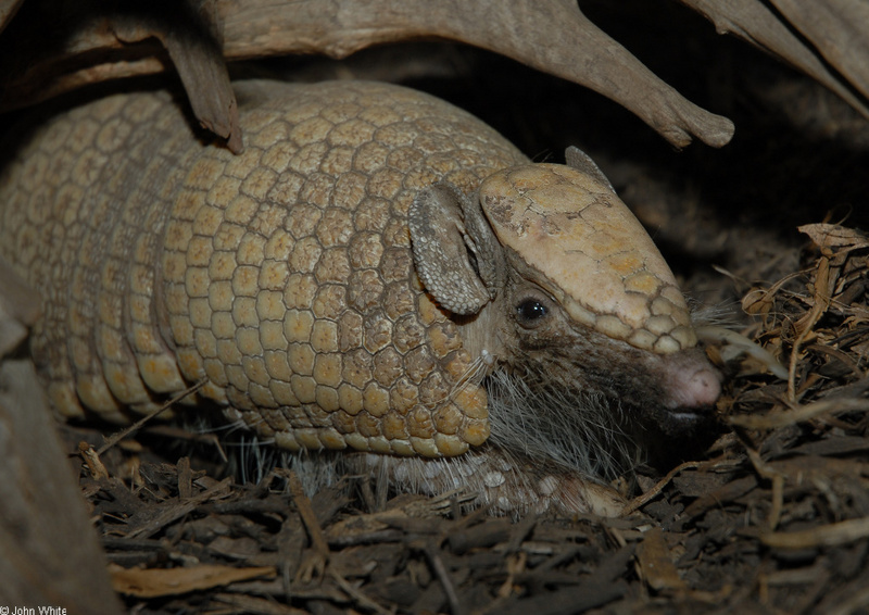 Southern Three-banded Armadillo (Tolypeutes matacus).JPG