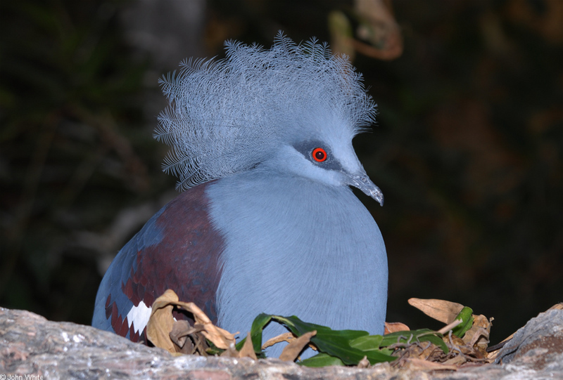Common-crowned Pigeon (Goura cristata).JPG