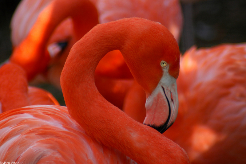 Flamingo (Phoenicopterus ruber).JPG