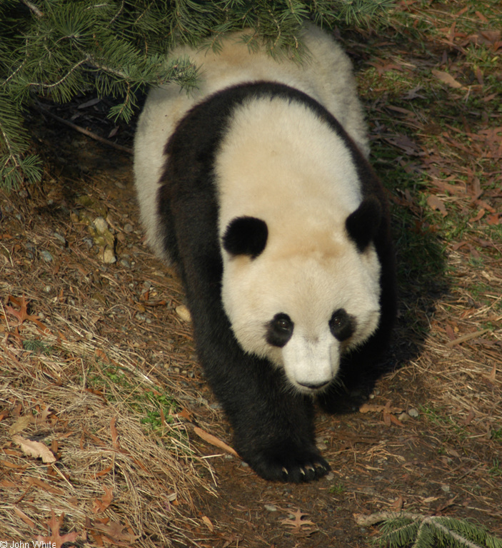 Giant Panda (Ailuropoda melanoleuca)2.JPG