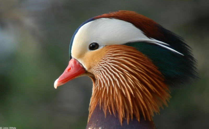 Mandarin Duck (Aix galericulata)02.JPG
