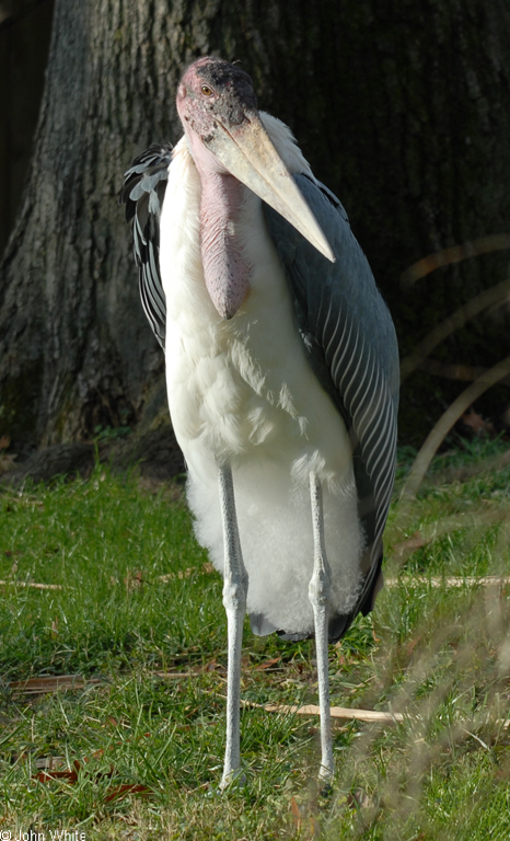 Marabou Stork (Leptoptilos crumeniferus).JPG