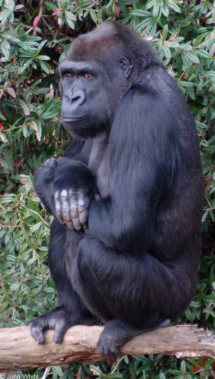 Gorilla (Gorilla gorilla)01.JPG
