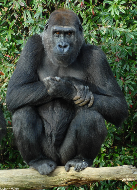 Gorilla (Gorilla gorilla)02.JPG