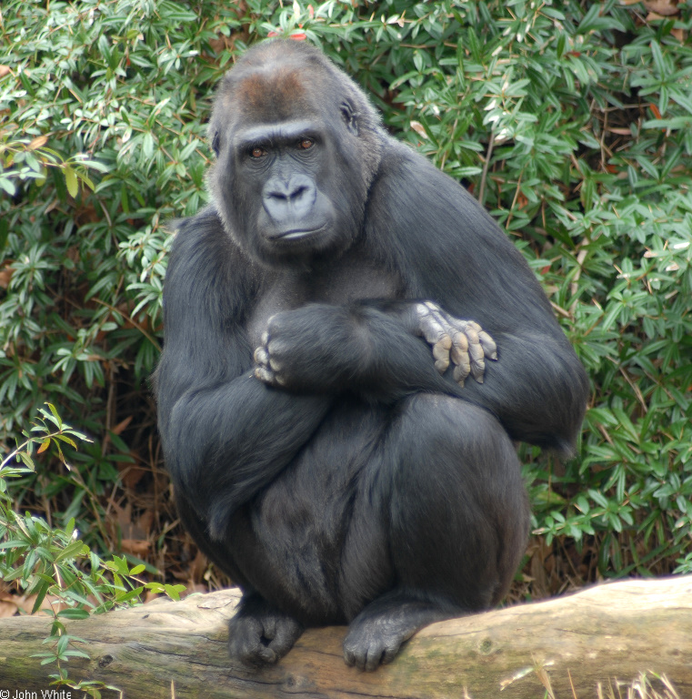 Gorilla (Gorilla gorilla)04.JPG