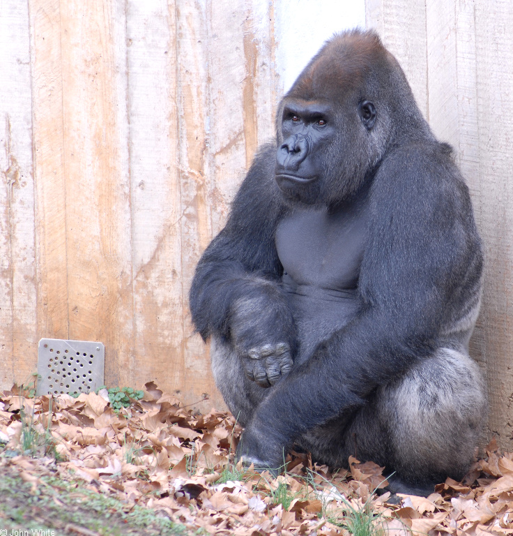 Gorilla (Gorilla gorilla)05.JPG