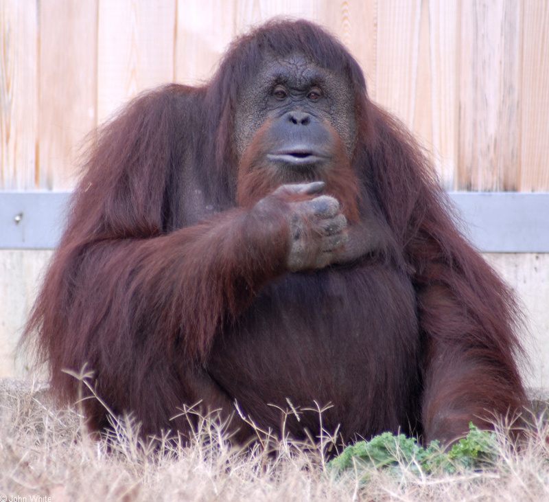 Orangutan (Pongo abelii).JPG