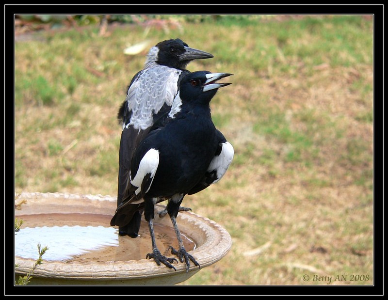 hot 050108-Australian Magpies.jpg