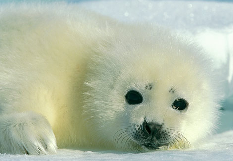 harp-seal-baby.jpg