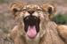 tiger cub yawning.gif