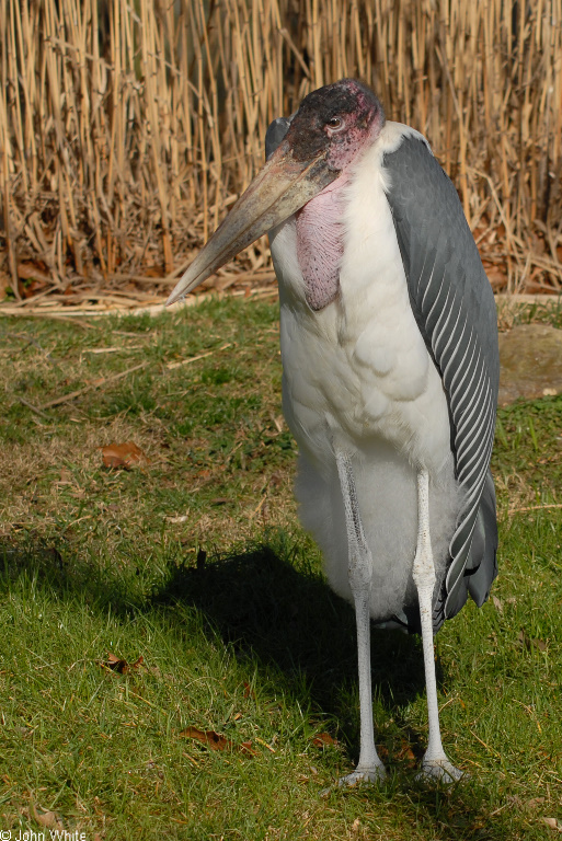 Marabou Stork (Leptoptilos crumeniferus)01.JPG