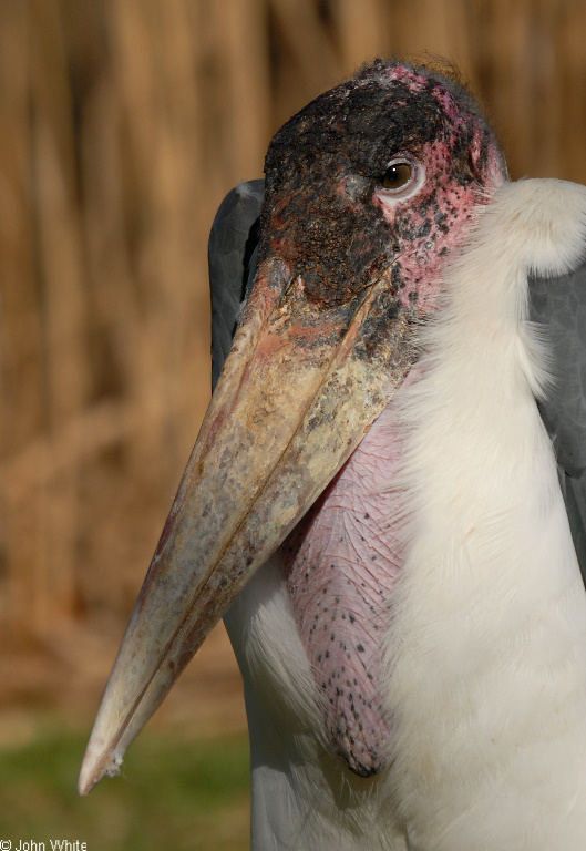 Marabou Stork (Leptoptilos crumeniferus)02.JPG