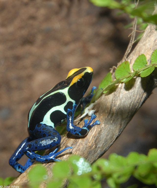 Dyeing Poison Frog (Dendrobates tinctorius).JPG