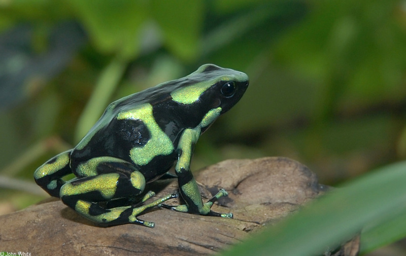 Green And Black Dart-Poison Frog (Dendrobates auratus).JPG