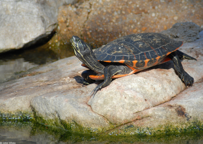 Northern Red-bellied Cooter (Pseudemys rubriventris).JPG