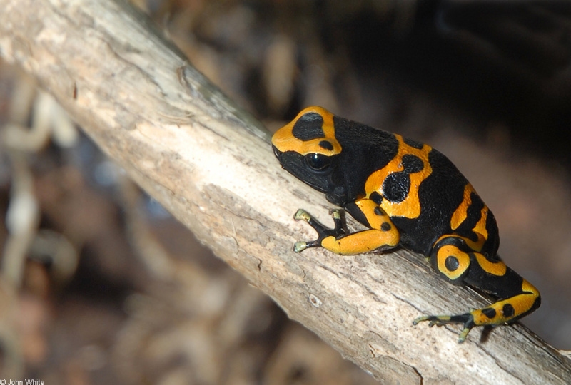 Yellow-headed Poison Frog (Dendrobates leucomelas).JPG