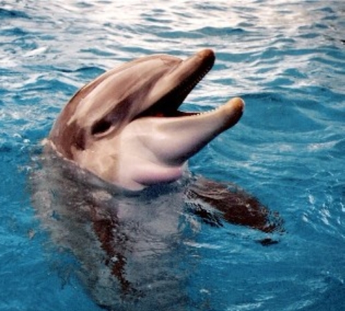 animal - dolphin.png