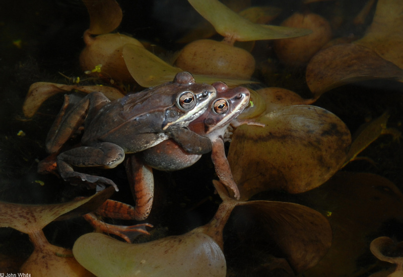 Wood Frogs(Lithobates sylvaticus)-in-Amplexus01.JPG