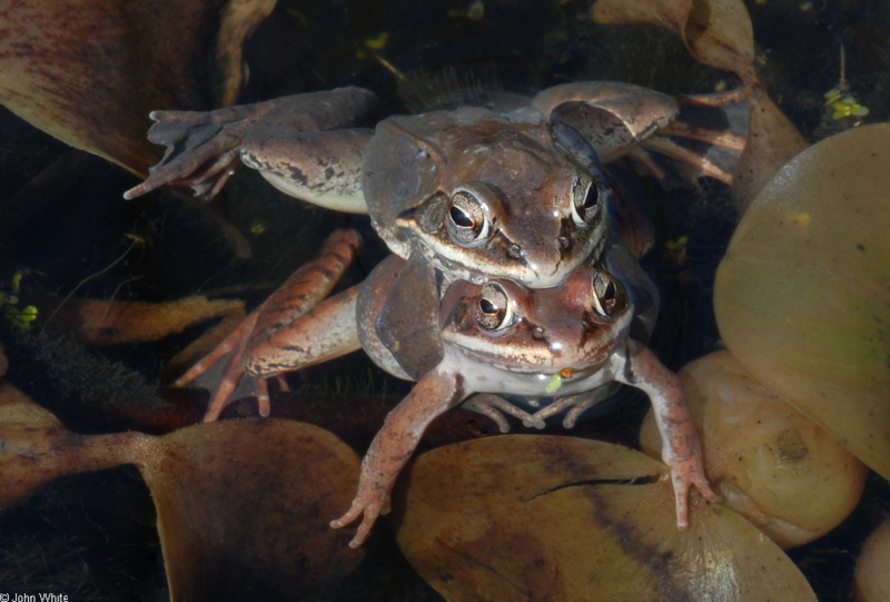 Wood Frogs(Lithobates sylvaticus)-in-Amplexus02.JPG