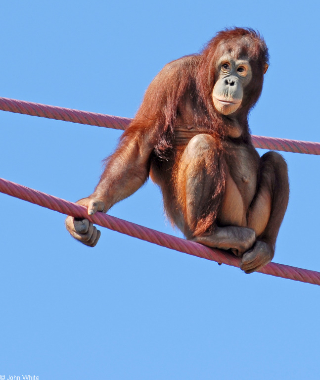 Sumatran Orangutan (Pongo abelii).JPG