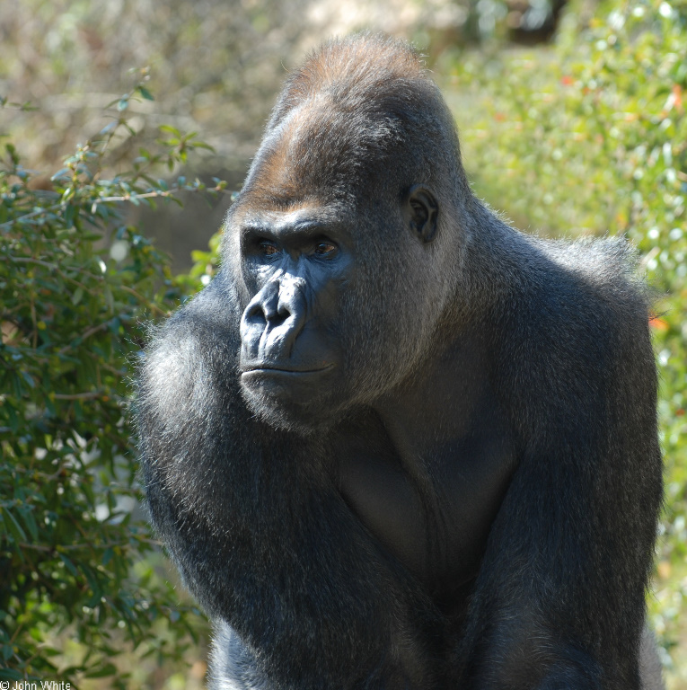 Western Lowland Gorilla (Gorilla gorilla gorilla).JPG