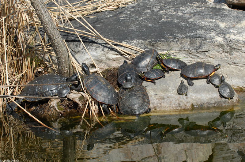 turtles.JPG