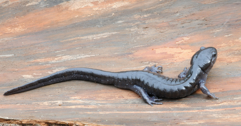 Spotted Salamander (Ambystoma maculatum)03.JPG