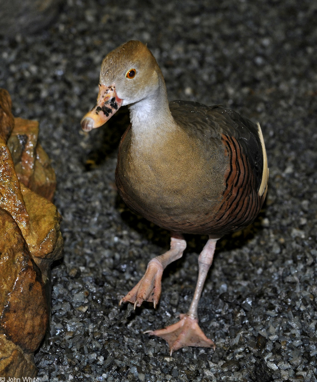 Plumed Whistling Duck (Dendrocygna eytoni)02.JPG